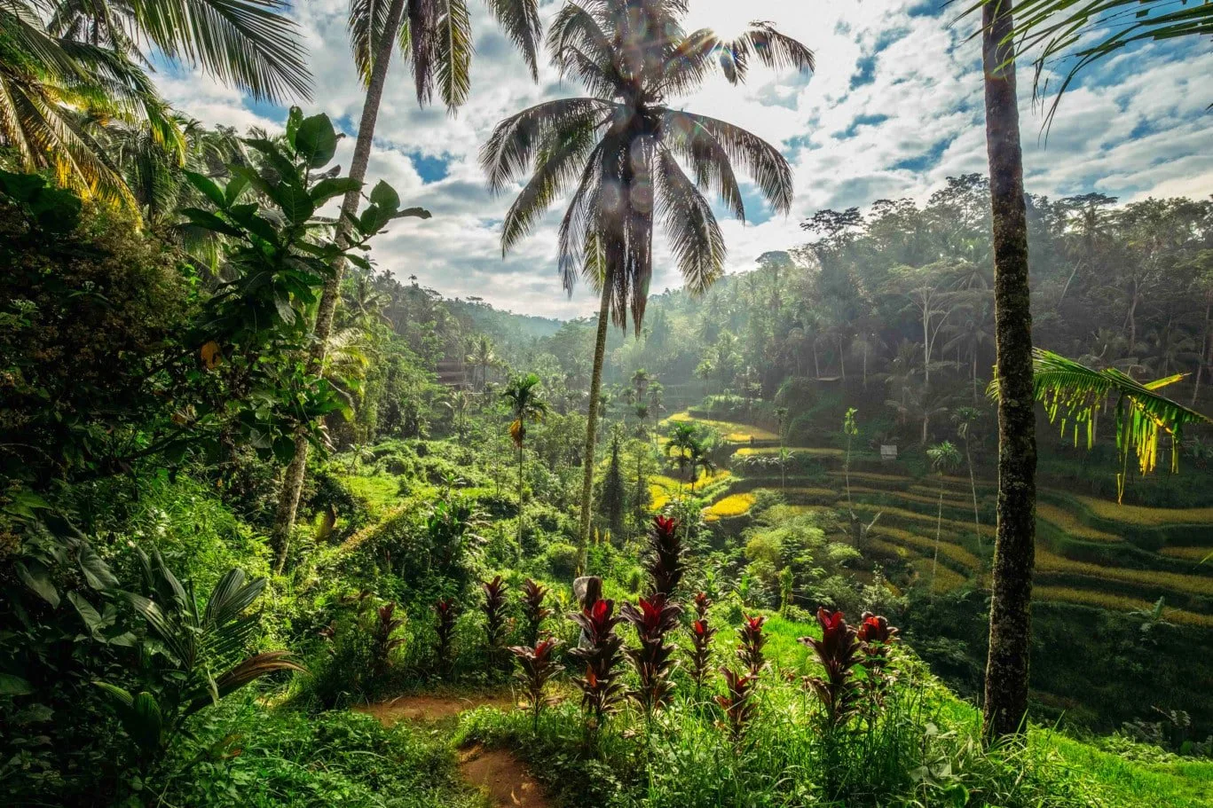 ubud-jungle