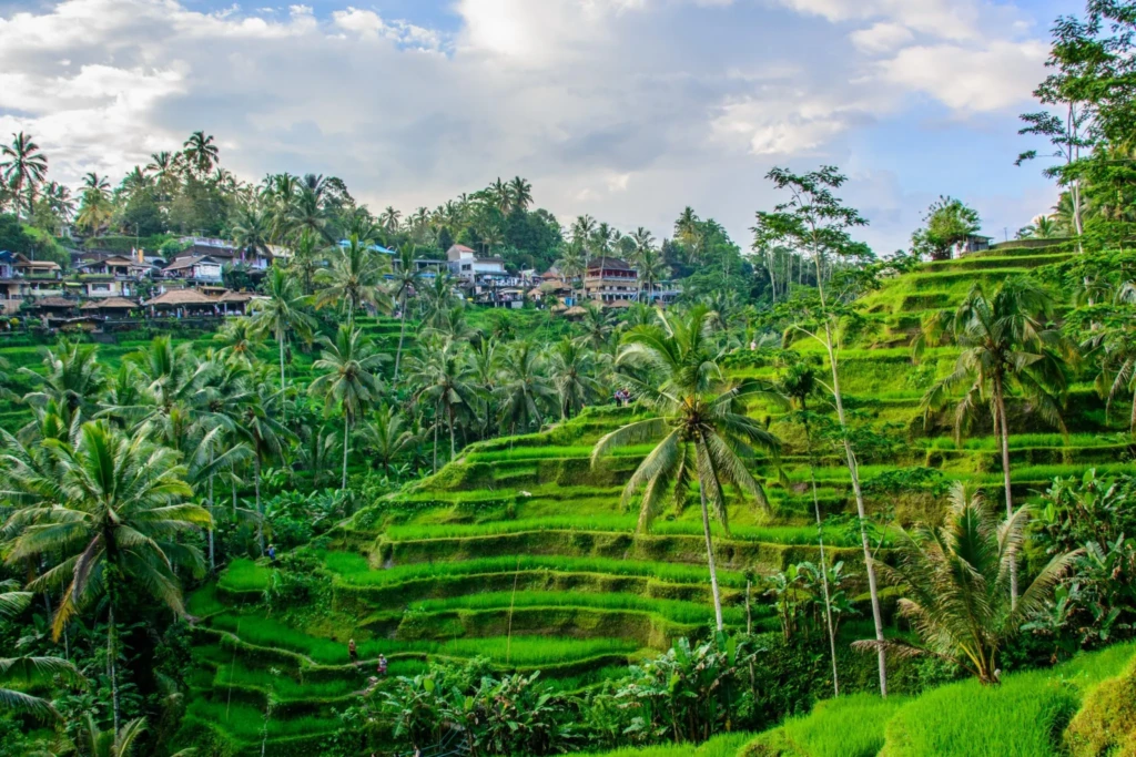 ubud-rice-terrace