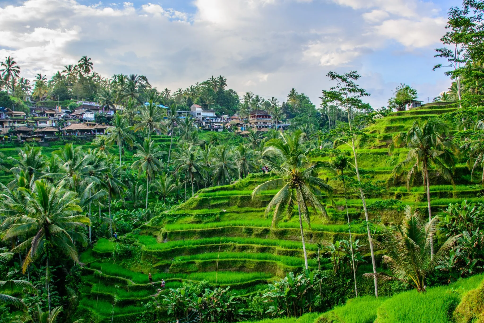 ubud-rice-terrace